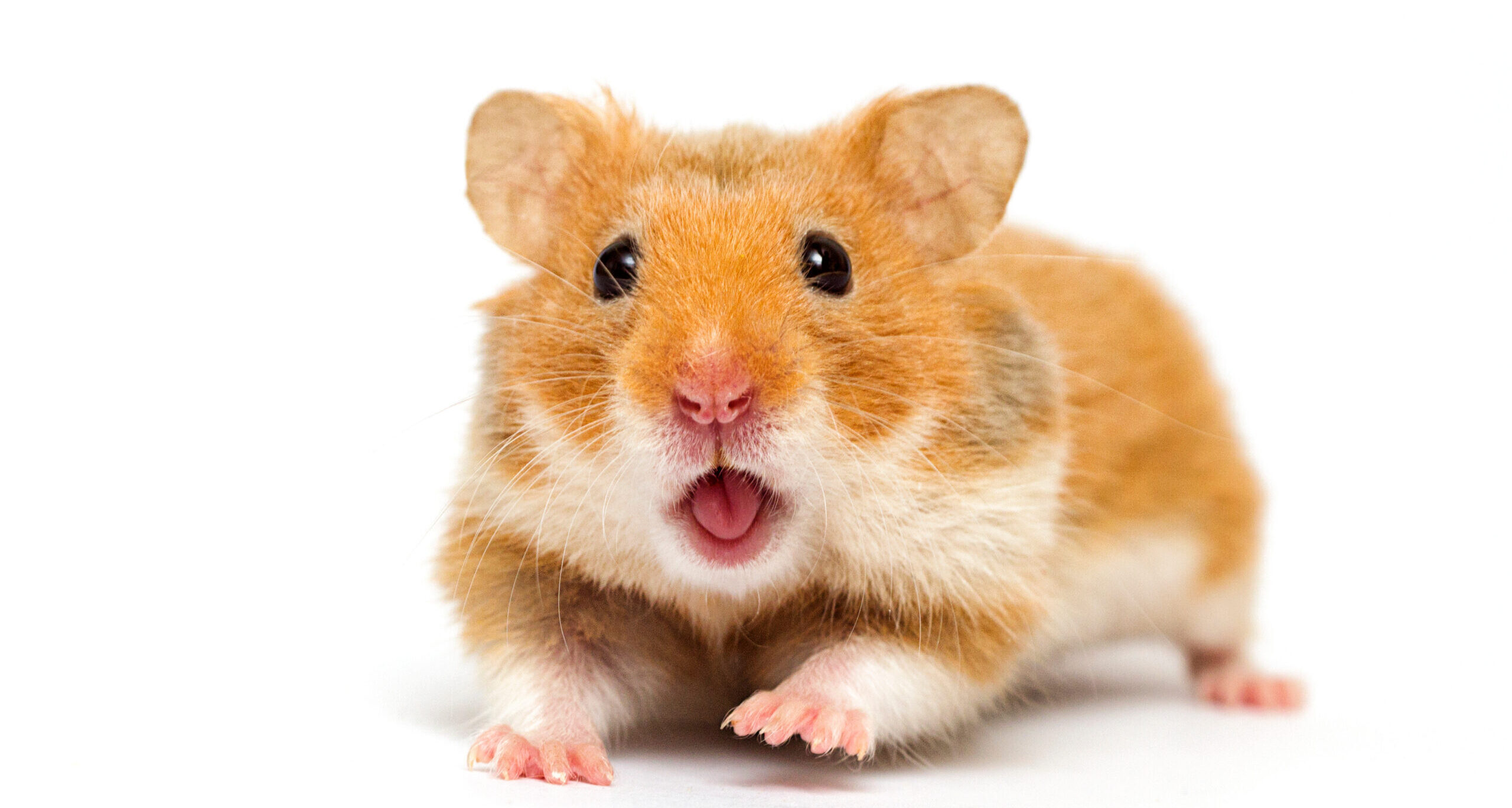 hamster looking